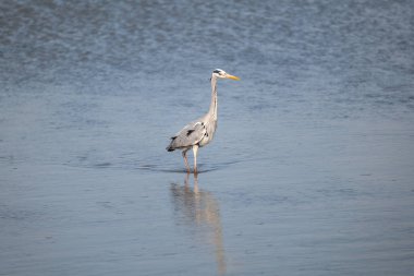 Göldeki beyaz kuğu
