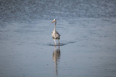 Göldeki beyaz leylek