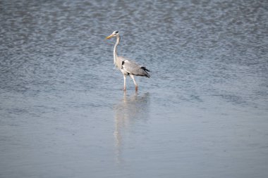 Siyah - kanatlı t - (himantopus himantopus )