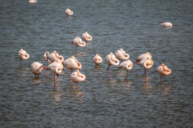 Parktaki gölde bir grup flamingo. İspanya 'da doğa.