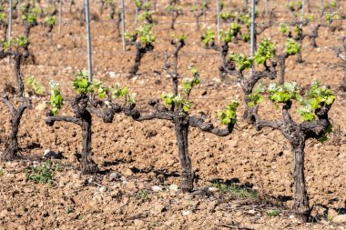 İlkbaharda üzüm bağında sıra sıra asmalar