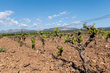 Tepelerde üzüm bağları