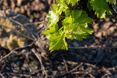 İlkbaharda bahçede üzüm yaprakları kapanıyor.