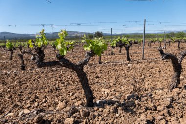 Asmalı bir üzüm bağının dikey yakın çekimi.