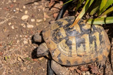 Yeşil ve siyah bir kaplumbağanın yakın plan çekimi.