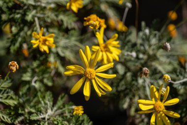Bahçedeki sarı çiçek