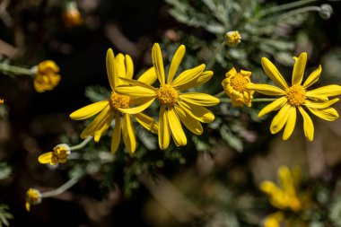 Güneşli yaz gününde bahçede yetişen güzel çiçekler.
