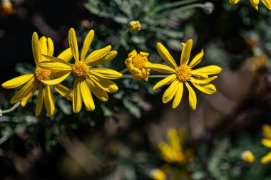 Sarı çiçekleri kapatın