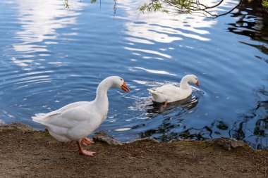 İki beyaz kaz gölette yüzüyor..