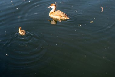 Ördek gölde yüzüyor.