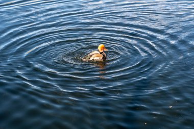 Gölde yüzen güzel bir kuş..