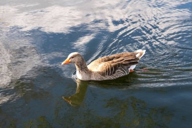 Londra 'nın parkında bir kaz