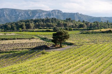 üzüm bağları güzel manzara