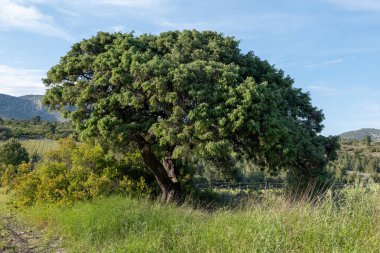 Malaga, İspanya 'da zeytin ağaçları.