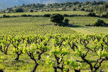 Dağlarda La Rioja 'nın üzüm bağları