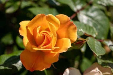 Bahçedeki güzel sarı gül