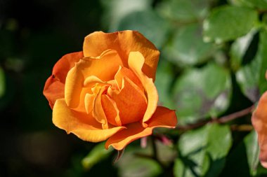 Bahçedeki güzel güller