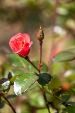 Bahçedeki güzel güller