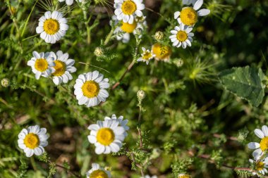 Yeşil çimenlerin üzerinde papatya çiçekleri