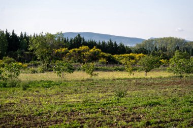 Buğday tarlası ve bulutlu gökyüzü olan güzel bir manzara.