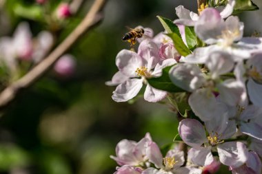 Arı çiçek açan bir ağacı döllüyor.