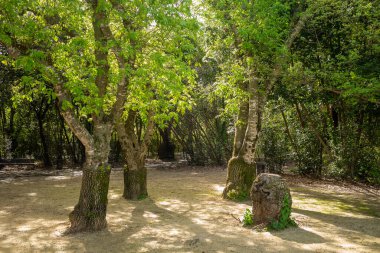 Parkta güzel bir orman manzarası