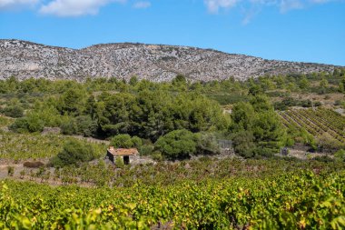 Kırsaldaki üzüm bağları