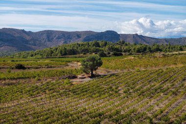 Güzel bir dağ manzarası olan üzüm bağı. yüksek kaliteli fotoğraf