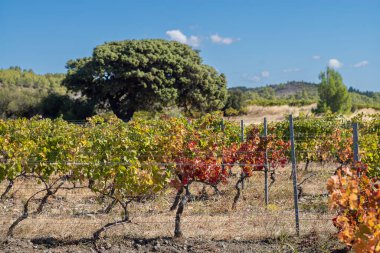 Mavi gökyüzü olan bir üzüm bağında kırmızı şarap.