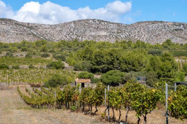 Nehir vadisinin üzüm bağları Beton, Yunan