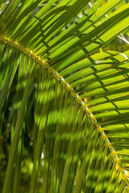 Güneş ışığı hurma yaprağı