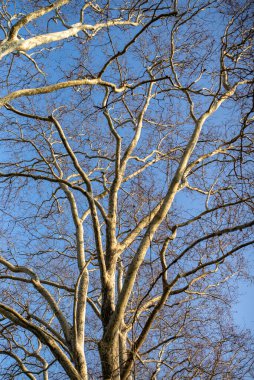 ağaç dalları doğa