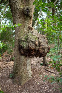 Ormanın zemininde bir ağaç gövdesi