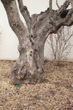 Ağaç gövdesi, ağaç kabuğu dokusu, ahşap doku.