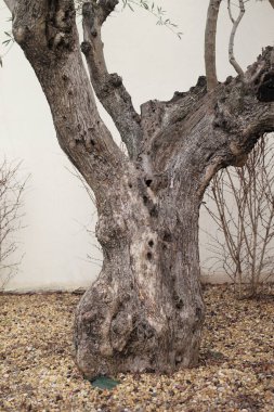 İspanya 'da zeytin ağacı