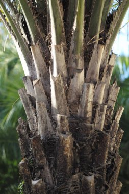 İspanya 'daki palmiye ağacını kapat.