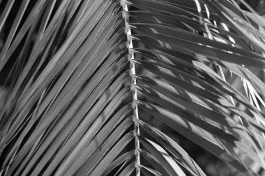 Siyah palmiye yaprakları arka plan. Siyah palmiye yaprakları. Yaz tropik yaprakları. Palmiye ağacı. siyah ve beyaz renk.