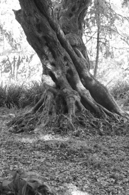 eski ve eski ahşap arkaplan