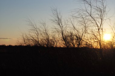 Ormanda güzel bir gün batımı