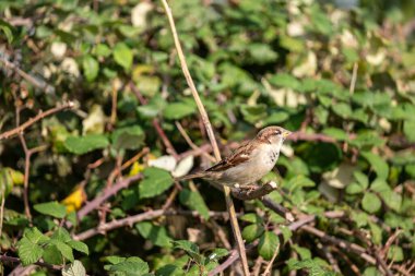 Yerdeki kuş serçesi