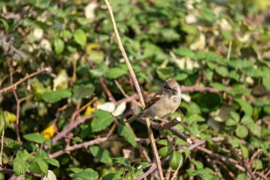 Çalılıklarda serçe