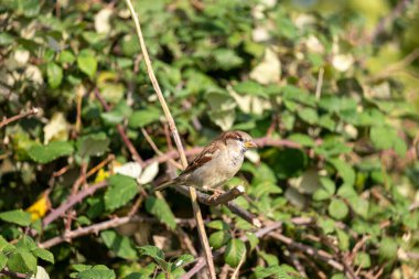 Kuru bir çimenlikte serçe.