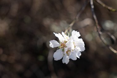 Bahçedeki beyaz çiçek.