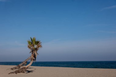 Kumsaldaki kumda palmiye ağacı, deniz, mavi gök