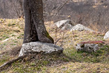 Dağ yamacında, arkasında orman olan bir taş.