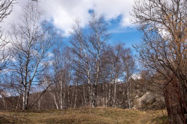 Ormanın güzel manzarası