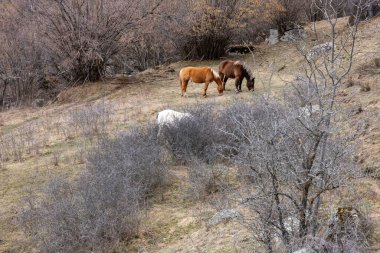 Güneşli bir sonbahar gününde ormanda bir grup at, İspanya