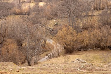 Tepede kuru çimen olan bir ağacın dikey görüntüsü.
