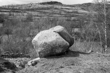 Ormandaki bir ağacın siyah beyaz fotoğrafı.