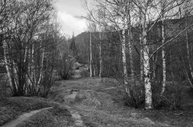 Kasvetli bir günde ormanın güzel bir görüntüsü.